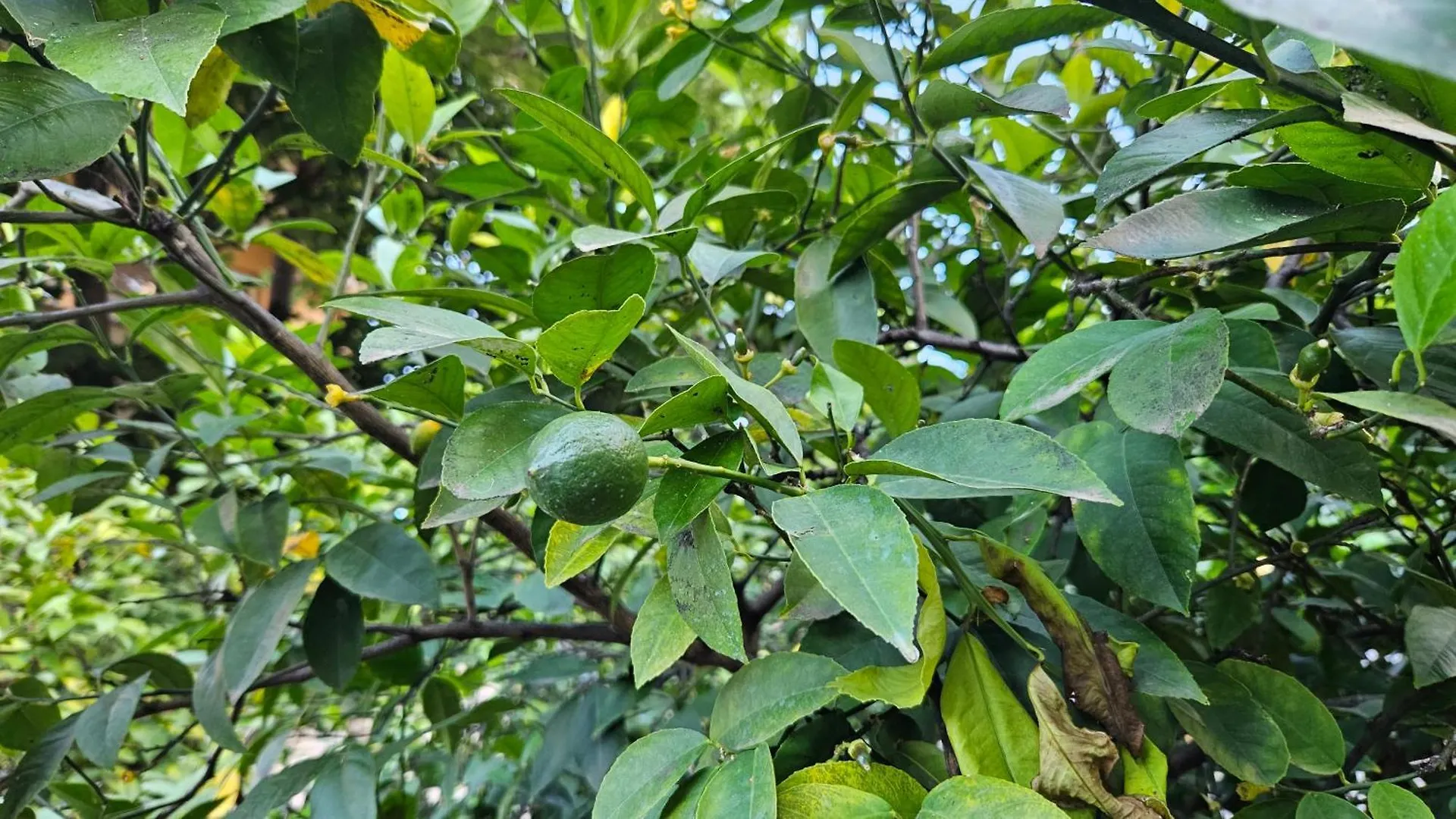 Garden Lemon Tree Villa Tirana